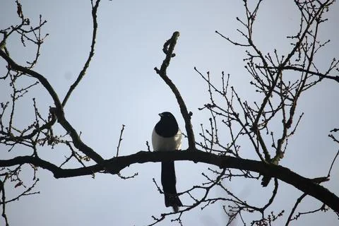 Perching on the tree observing the world Stock Photos