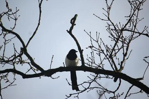 Perching on the tree observing the world Stock Photos