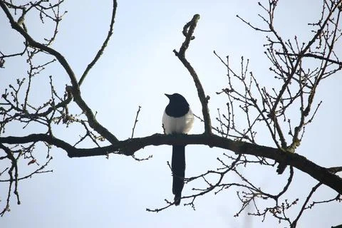 Perching on the tree observing the world Stock Photos
