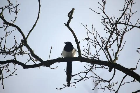 Perching on the tree observing the world Stock Photos