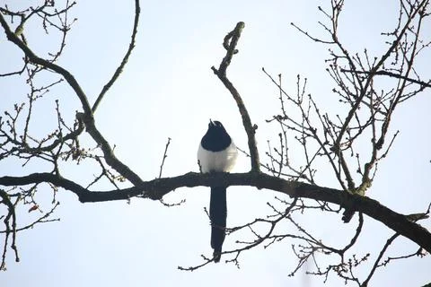 Perching on the tree observing the world Stock Photos