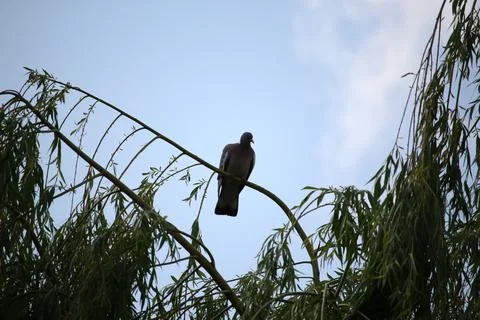 Perching on the tree observing the world Stock Photos