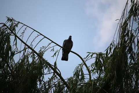 Perching on the tree observing the world Stock Photos