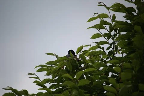 Perching on the tree observing the world Stock Photos