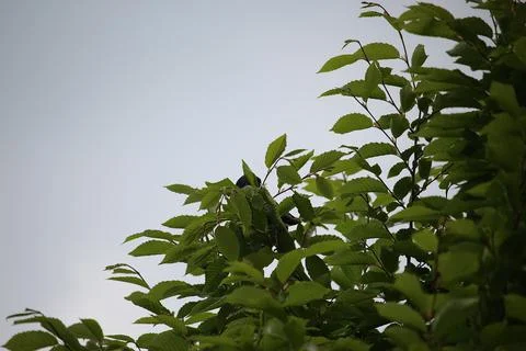 Perching on the tree observing the world Stock Photos