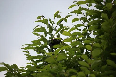 Perching on the tree observing the world Stock Photos