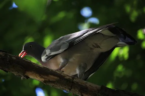 Perching on the tree observing the world Stock Photos