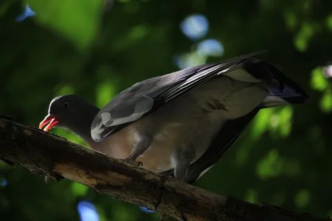 Perching on the tree observing the world Stock Photos