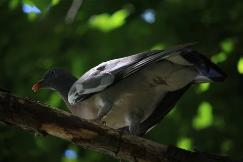 Perching on the tree observing the world Stock Photos