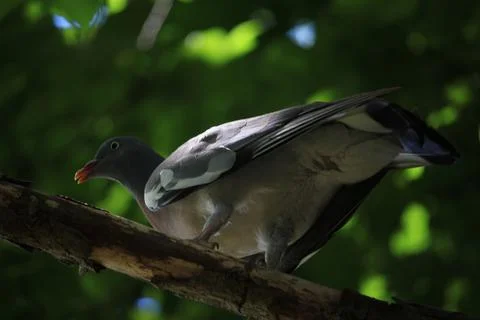 Perching on the tree observing the world Stock Photos