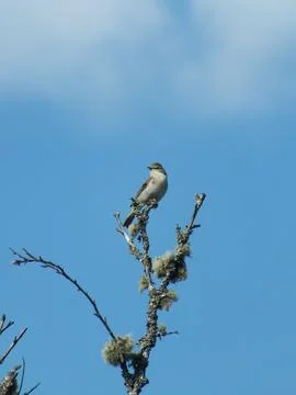 Perching Willow Warbler 2 Stock Photos