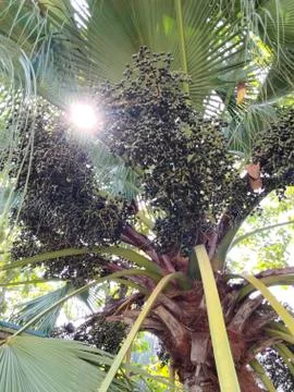 The percolating sunshine 写真素材