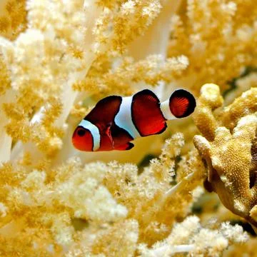 Percula clown Stock Photos