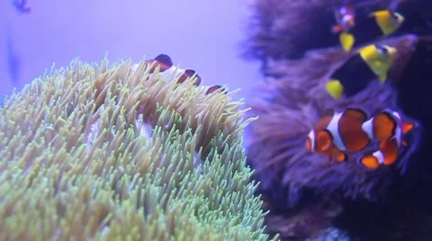 Percula Clownfish Stock Footage 8330756