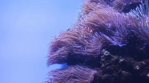 Percula Clownfish Stock Footage 8341837