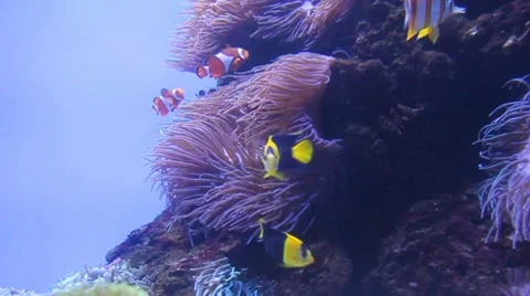 Percula Clownfish Stock Footage 8357481