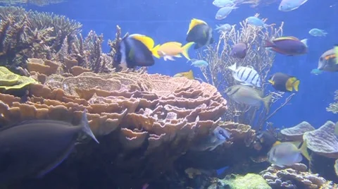 Percula Clownfish Stock Footage 8357883