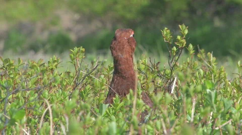 PERDIX Vídeos de archivo 706835
