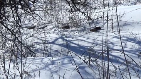 Perdix perdix. Gray partridges in the snow. Stockbeeldmateriaal 148497304