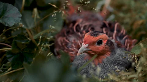 Perdix perdix grey partridge sitting motionless in grass. 4K Rec709. Stock Footage 341436746