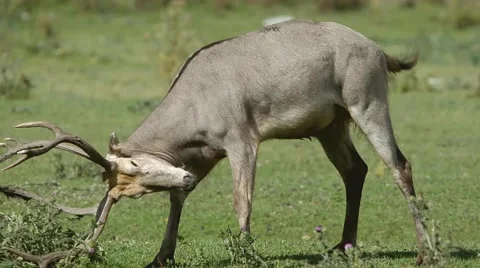 Pere David's deer (Elaphurus davidianus) Stock Footage 42206305
