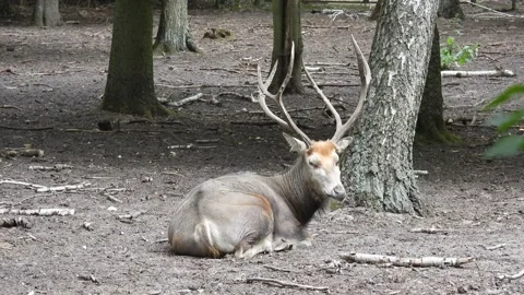 Pere david's deer (elaphurus davidianus) male resting on ground Video stock 224340185