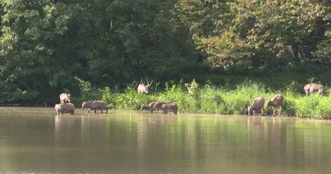 Pere Davids deer, Elaphurus herd plunges into the lake Видео 68846483