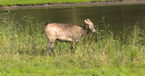 Pere Davids deer, Elaphurus hind feeding on reed at waterside 库存影片 68850688