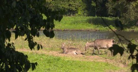 Pere David's deer,  Elaphurus or Milu, hind lies down at lakeside 動画素材 68851983