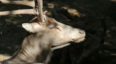 Père David's Deer in the Forest Vídeos de archivo 65795667