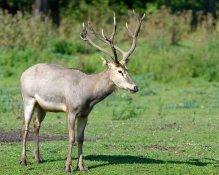 Pere david's deer Stock Photos