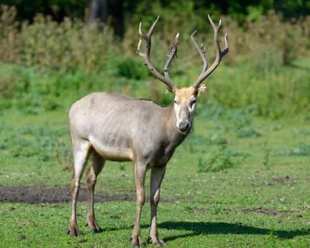 Pere david's deer Stock Photos