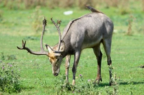 Pere david's deer Stock-Fotos