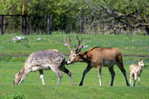 Pere David's deer Stock-Fotos