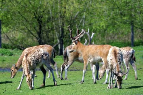 Pere David's deer Stock Photos