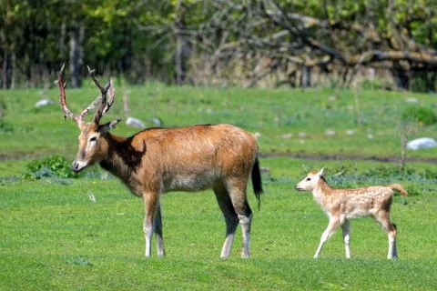 Pere David's deer Stock Photos