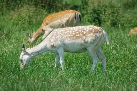Pere Davids deer Stock Photos