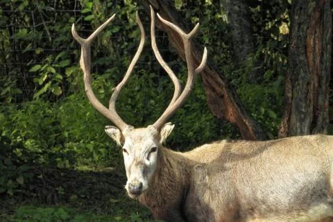 Pere David's deer Stock Photos