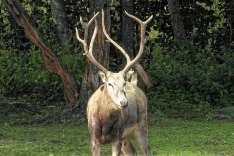 Pere David's deer Foto stock