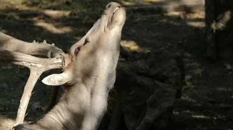 Père David's Deer Shaking Head Vídeos de archivo 65795408