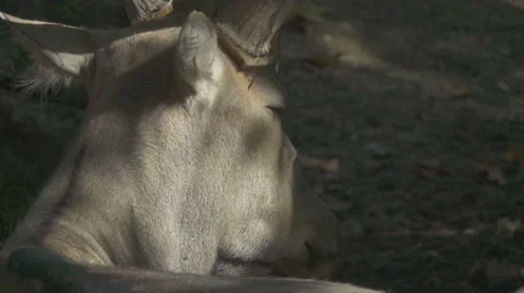 Père David's Deer, Slow Motion Vídeos de archivo 65948647