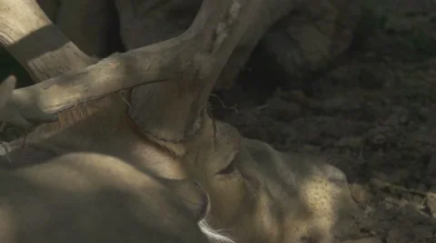 Père David's Deer, Slow Motion Stock Footage 65950434