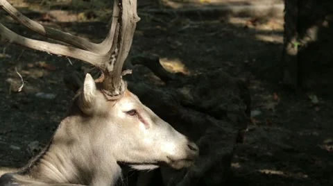 Père David's Deer in the Wild Stock Footage 65795218