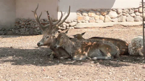 Père David's deers Stock Footage 26176052