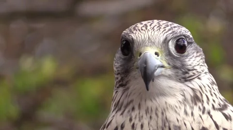 Peregine falcon close up face Stock Footage 42882266