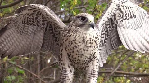 Peregine falcon wings flapping Stock Footage 42882317
