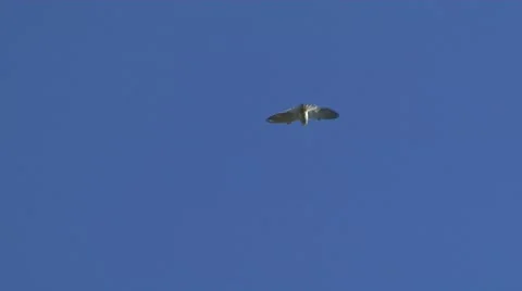 Peregrin Falcon flying in the sky Stock Footage