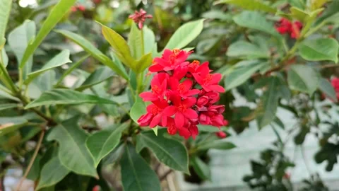 Peregrina flower Stock Footage 237798764
