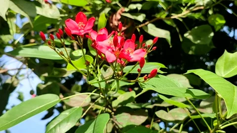 Peregrina (Jatropha integerrima) Video stock 238659163