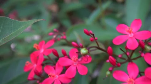 Peregrina (Jatropha integerrima) moves in the wind. Stock Footage 296895274